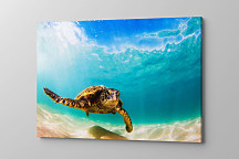 Obraz Sea turtle 1450